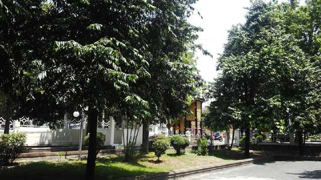 Eboni, Pohon Kayu Istimewa yang Bernilai Tinggi